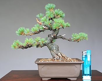 五葉松　一切経　石化性　八房　吾妻五葉松 楽天市場】盆栽 松 吾妻五葉松 一点物 現品お届け 高級 希少